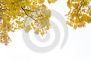 Aspen branches in the fall against the blue sky