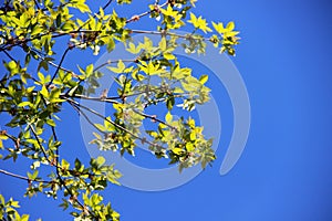 Aspen branches with green foliage against a blue sky