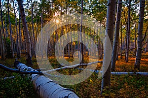 Aspen Canopy Light photo