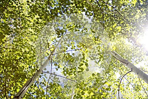 Aspen Canopy with Sun Flare