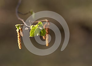 Aspen catkin at the sun in the spring