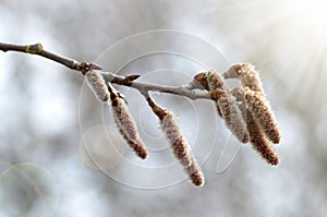 Aspen catkins on branch close up.