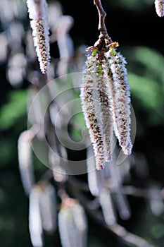 Aspen Catkins Close-Up