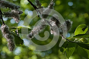 Aspen catkins with fluff