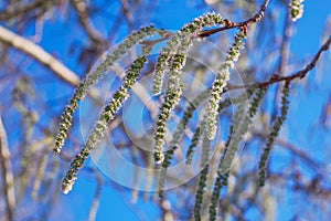 Aspen catkins hang from a branch. Soft, blurred background.