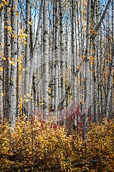 Aspen Clone in fall