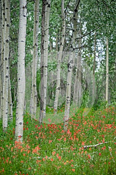 Aspen Stems and Indian Paintbrush