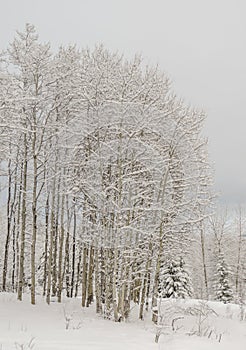 Aspen Clone with Snow after Blizzard