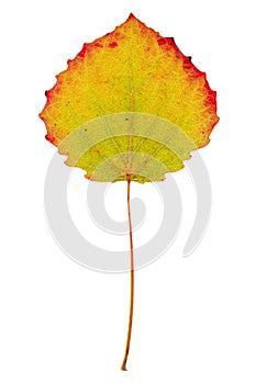Aspen colored leaf on isolated