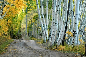 Aspen Country Road