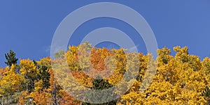 Aspen Covered Mountain and Blue Sky