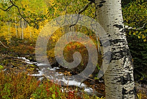 Aspen in Fall