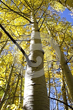 Aspen In Fall