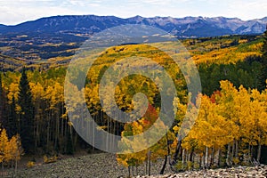 Aspen Fall Colors of Colorado`s Ohio Pass