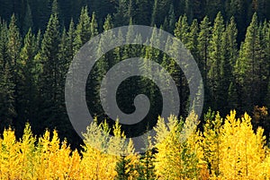 Aspen and fir forests photo