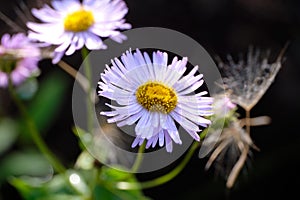 Aspen Fleabane