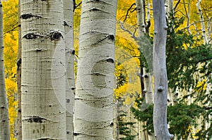 Aspen Forest