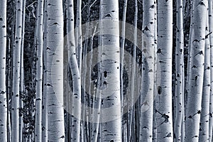 Aspen forest