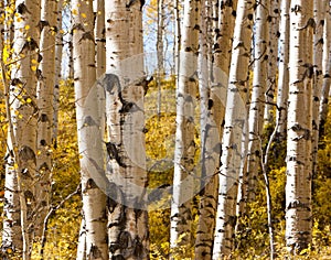 Aspen Forest