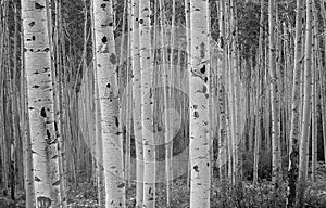 Aspen Forest