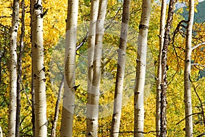 Aspen forest