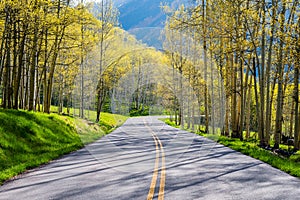 Aspen forest