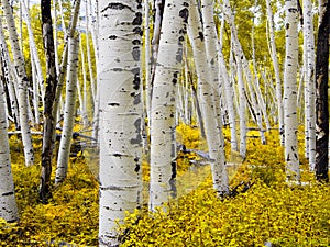 Aspen Forest in Autumn - Colorado