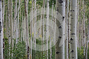 Aspen Forest In Colorado