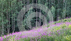 Aspen forest in Colorado countryside with wildflower bloom