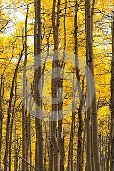 Aspen Forest in Fall