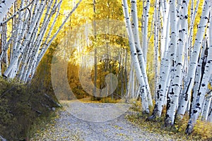 Aspen forest in a fall, Colorado