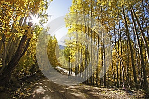 Aspen forest in a fall, Colorado
