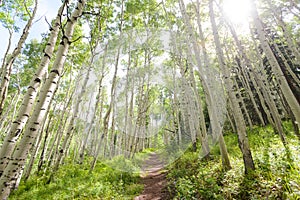 Aspen forest trail