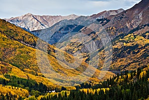 Aspen Forests Above Ouray, Colorado