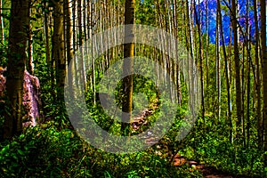 Aspen Forests Trail leads to wilderness adventures