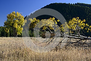 Aspen in Grand Teton National Park