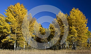 Aspen in Grand Teton National Park