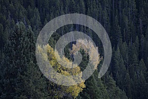 Aspen in Grand Teton National Park