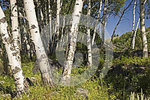 Aspen grove