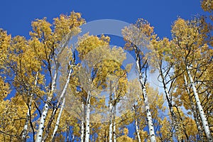 Aspen Grove