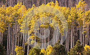 Aspen Grove