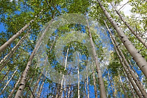 Aspen grove against blue sky