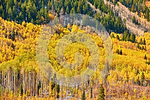 Aspen grove at autumn in Rocky Mountains