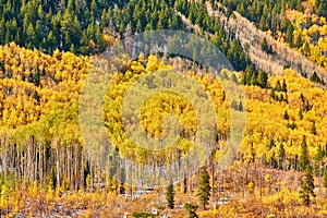 Aspen grove at autumn in Rocky Mountains