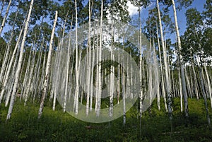 Aspen grove in Colorado