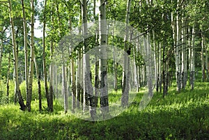 Aspen grove in Colorado