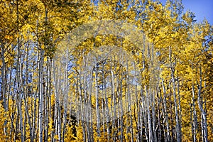 Golden Aspen Grove in Autumn