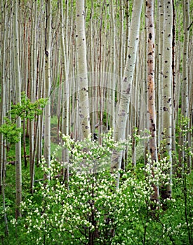 Aspen Grove Dogwood, Maroon Bells Wilderness,