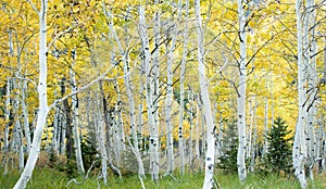 Aspen grove in fall, populus tremuloide