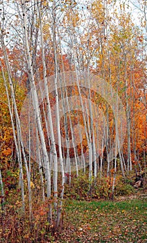 Aspen Grove and Maples in Autumn